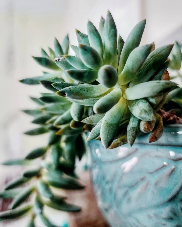 Crassula Ovata: Plante Succulente Résistante et Facile à Cultiver – La  Green Touch