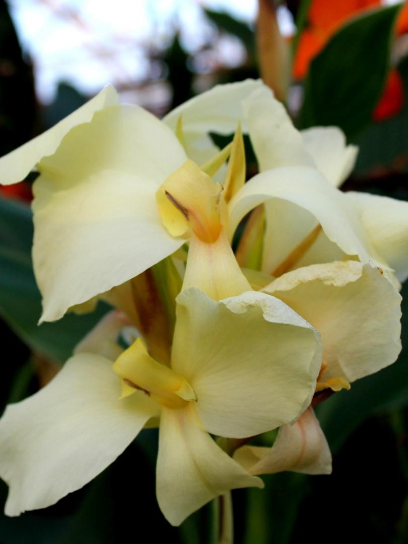 Centre jardin boutique cadeaux Mont-Tremblant,